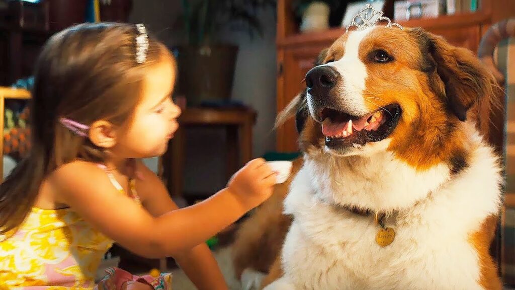 Собачья жизнь, все части (2017, 2019) - лучший фильм про собак
