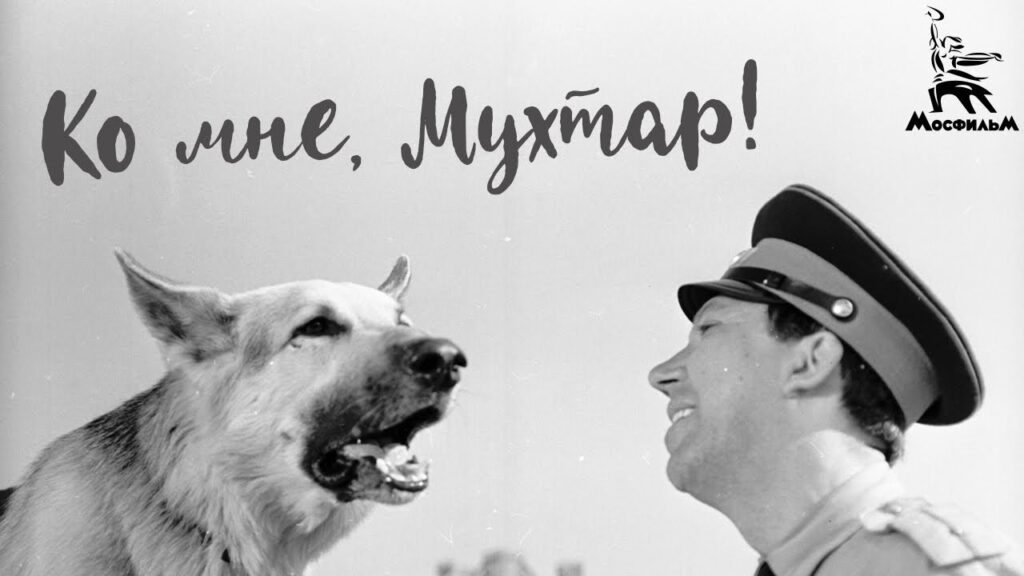 Ко мне, Мухтар! (1964) - лучший фильм про собак
